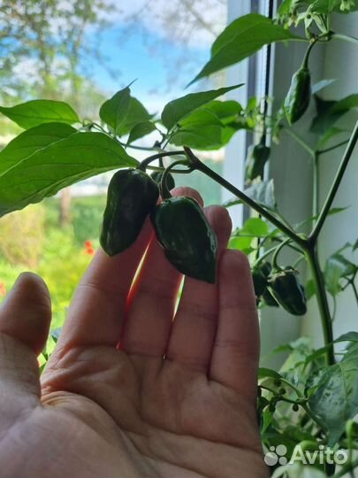 Семена Перец супер острый хабанеро