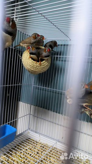 Амадины зебровые