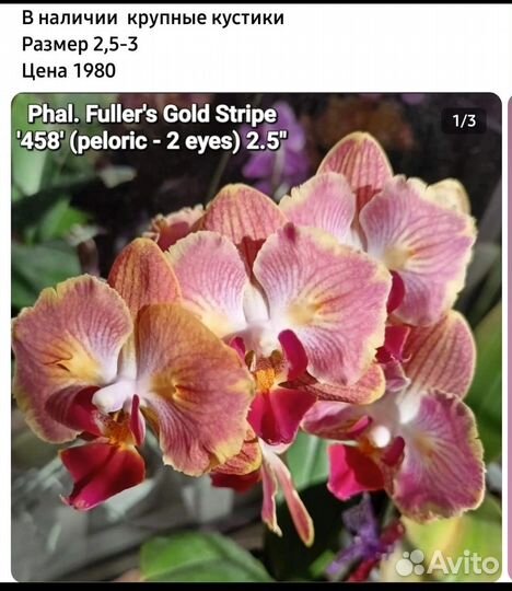 Орхидея катлея