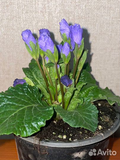 Примула махровая