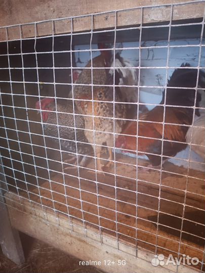 Продам петухов