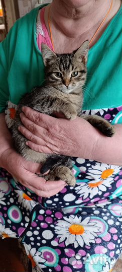 Котята в добрые руки бесплатно