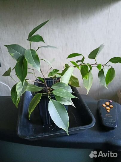Фикус Бенджамин вариегатный