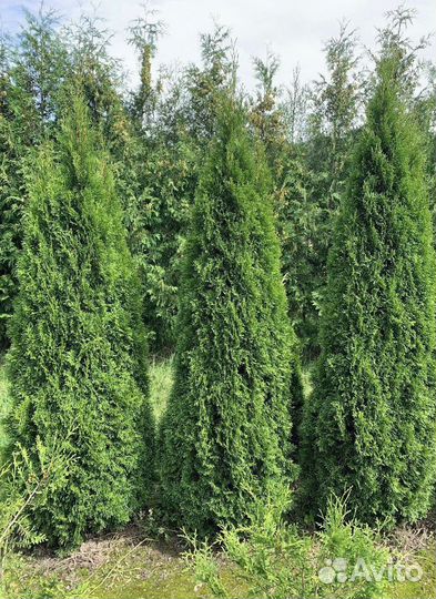 Туя Смарагд 140 - 160 доставка по Москве и области