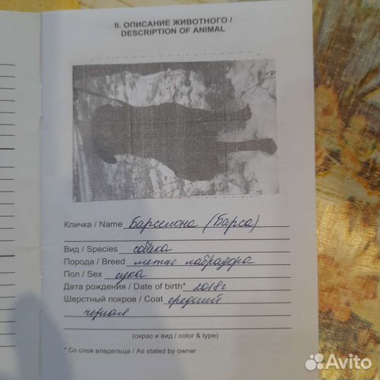 Собака в добрые руки отдам бесплатно