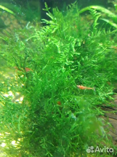 Аквариумные рыбки и растения