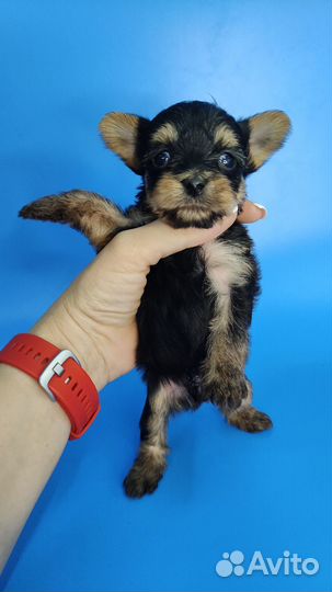 Малыш йорик