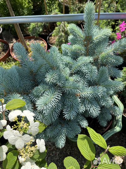 Ель глаука глобоза