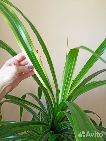 Пальма панданус