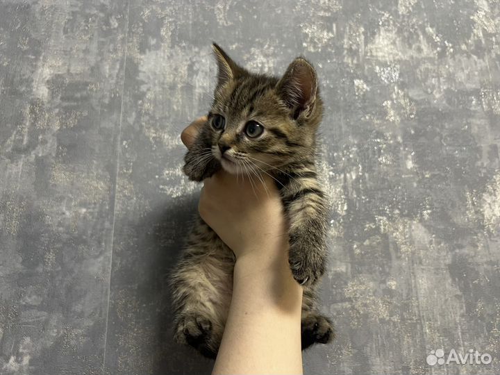 Котята от британской котяти