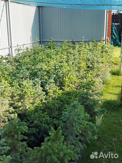 Ель голубая колючая Glauca Misty Blue