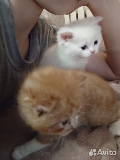 Котики бесплатно