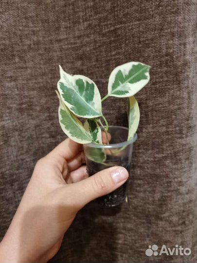 Фикусы редкие, много сортов, сингониумы и филы