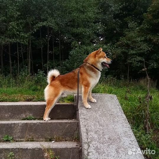 Сиба- ину кобель для вязки