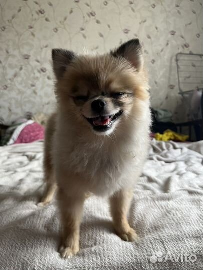 Померанский шпиц девочка