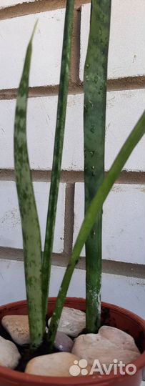 Сансевьерия