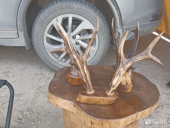 Продам рога косули