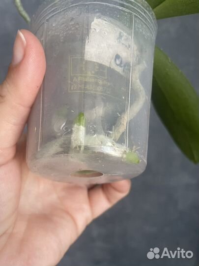 Орхидея фаленопсис