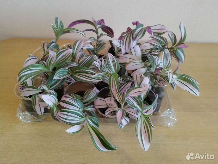 Традесканция, Антуриум, фиалка, Эписция,папоротник