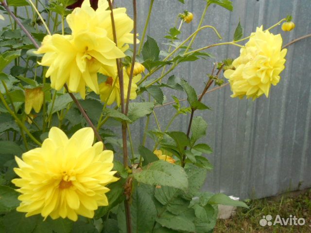 Георгины клубни