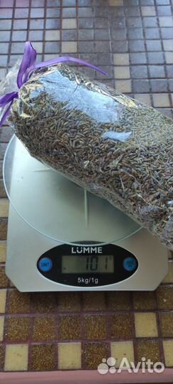 Семена лаванды