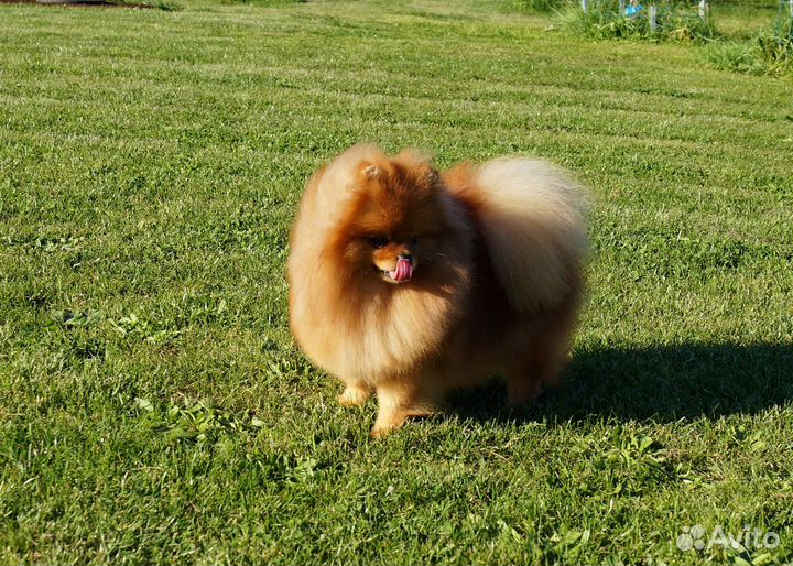 Шпиц девочка