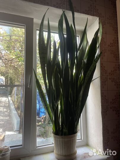 Цветы в офис