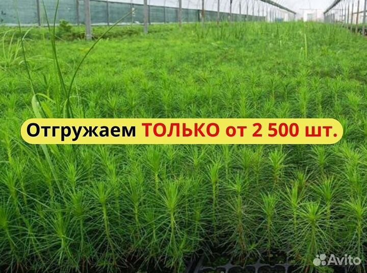 Саженцы ели европейской зкс оптом