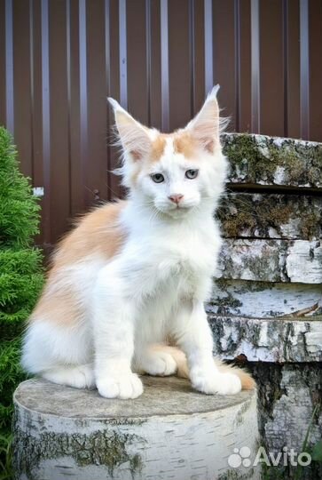 Котята Мейн-кун