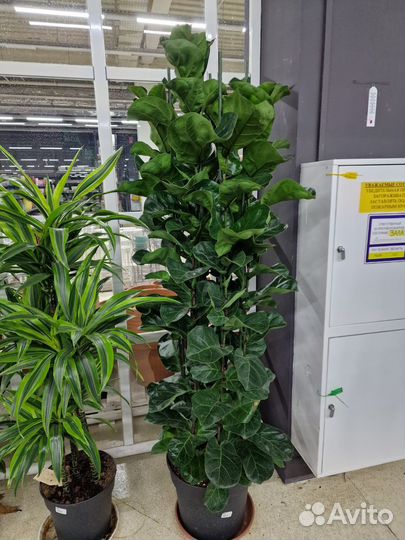 Фикус Лирата Бамбино 3 ствола высокий