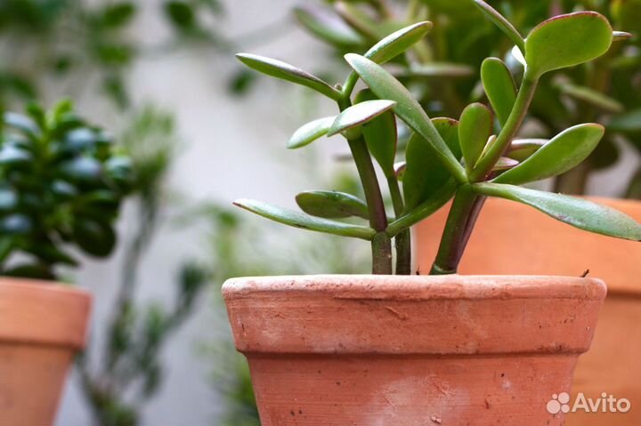 Цветы алоэ, денежного дерева (толстянки)