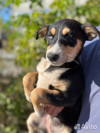 Щенок девочка в добрые руки