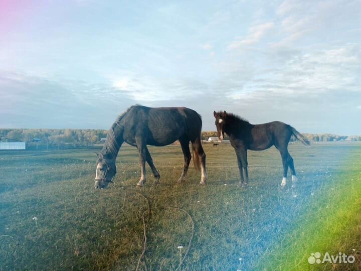 Продам лошадь