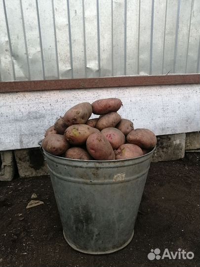 Продам картофель