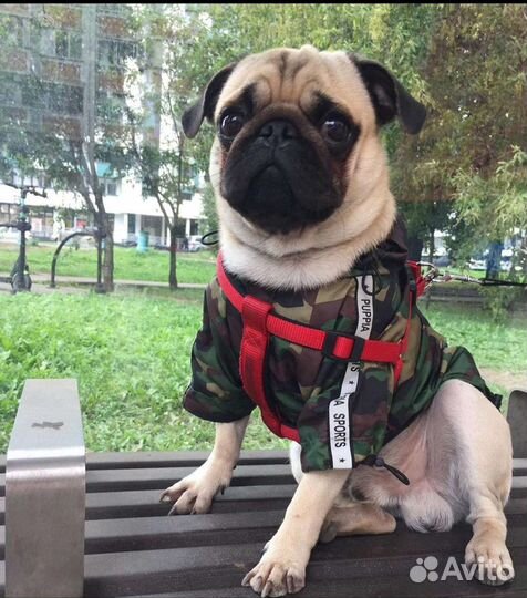 Вязка Мопс кобель