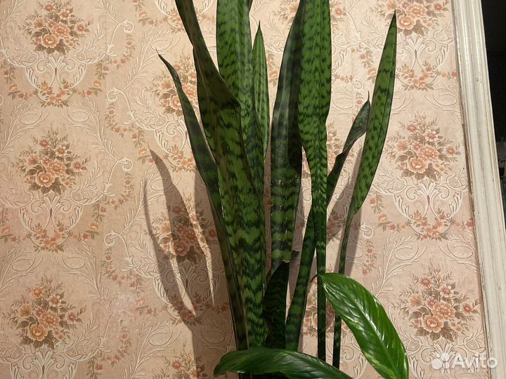 Сансевиерия