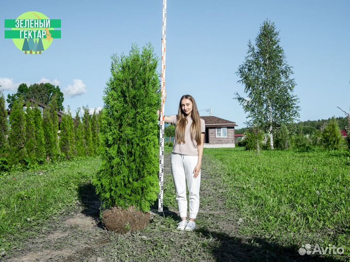 Туя колумна 2 м свежая копка 2023