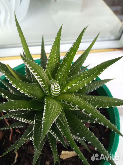 Продам цветы комнатные