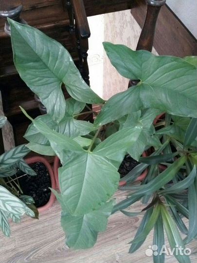 Эписция,Колерия,Молочай,Руэллия,Каллизия,Крестовни