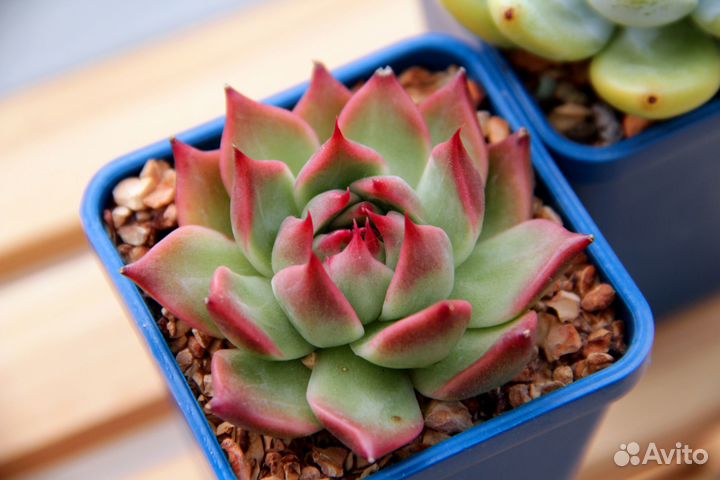 Суккуленты из Кореи (адаптированы)