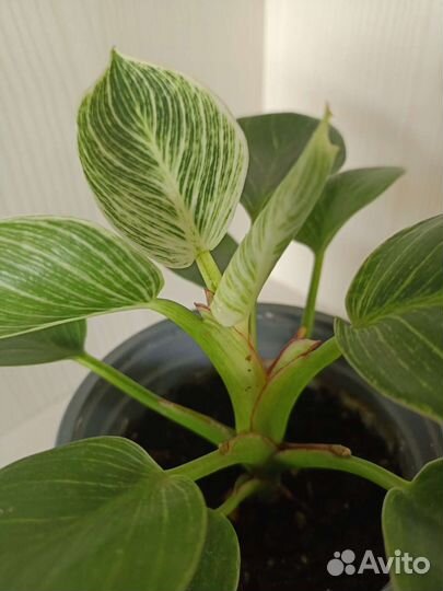 Филодендрон биркин вайт