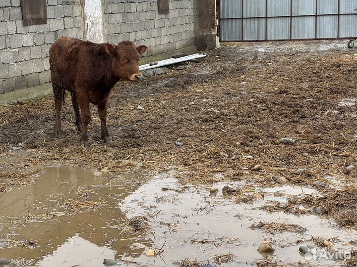 Бычки телки