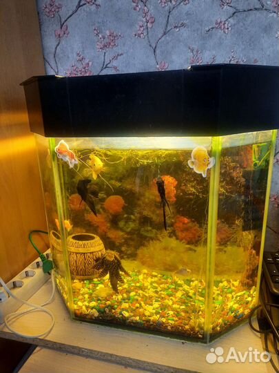 Аквариум