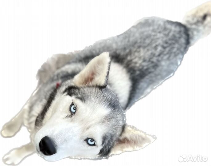 Бесплатно в добрые руки