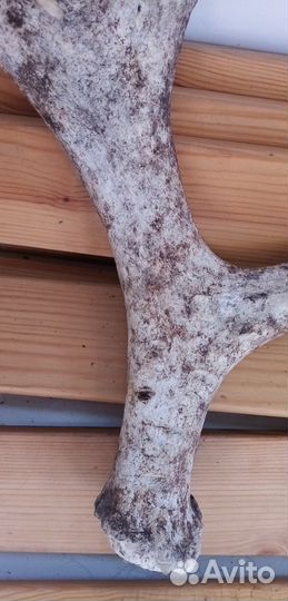 Рога оленьи