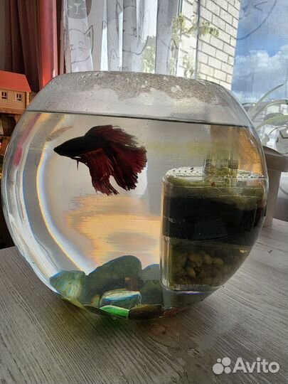 Аквариум