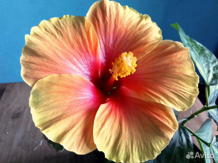 Гибискусы 15 видов