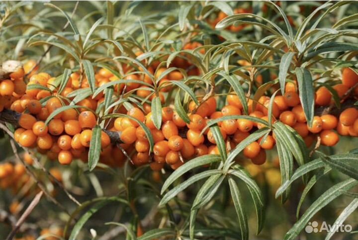 Облепиха ягоды