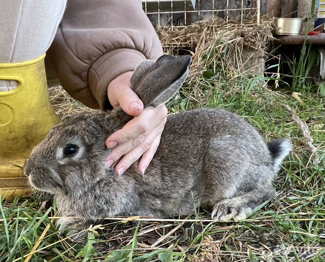 Кролики серый великан
