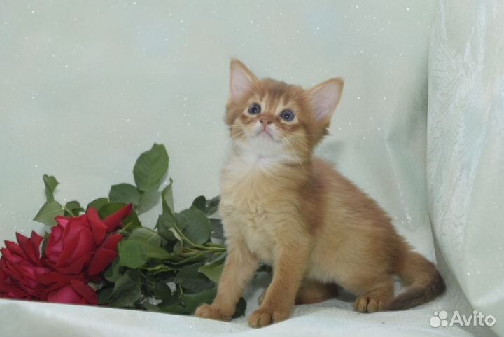Солнечные зайчики